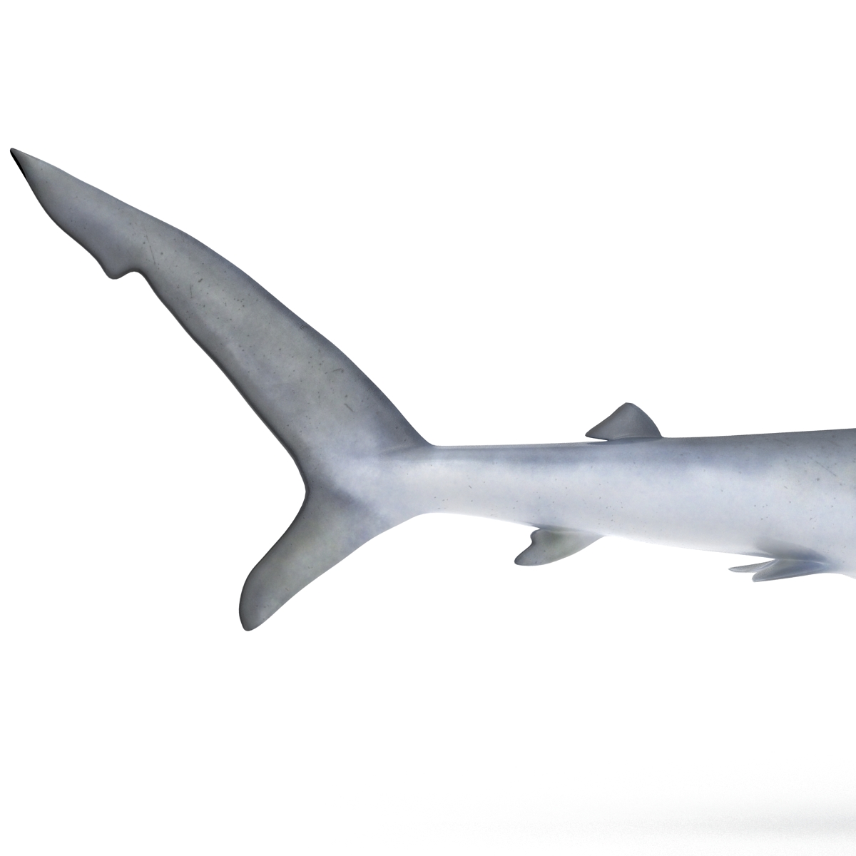 Blue Shark Rigged 3D