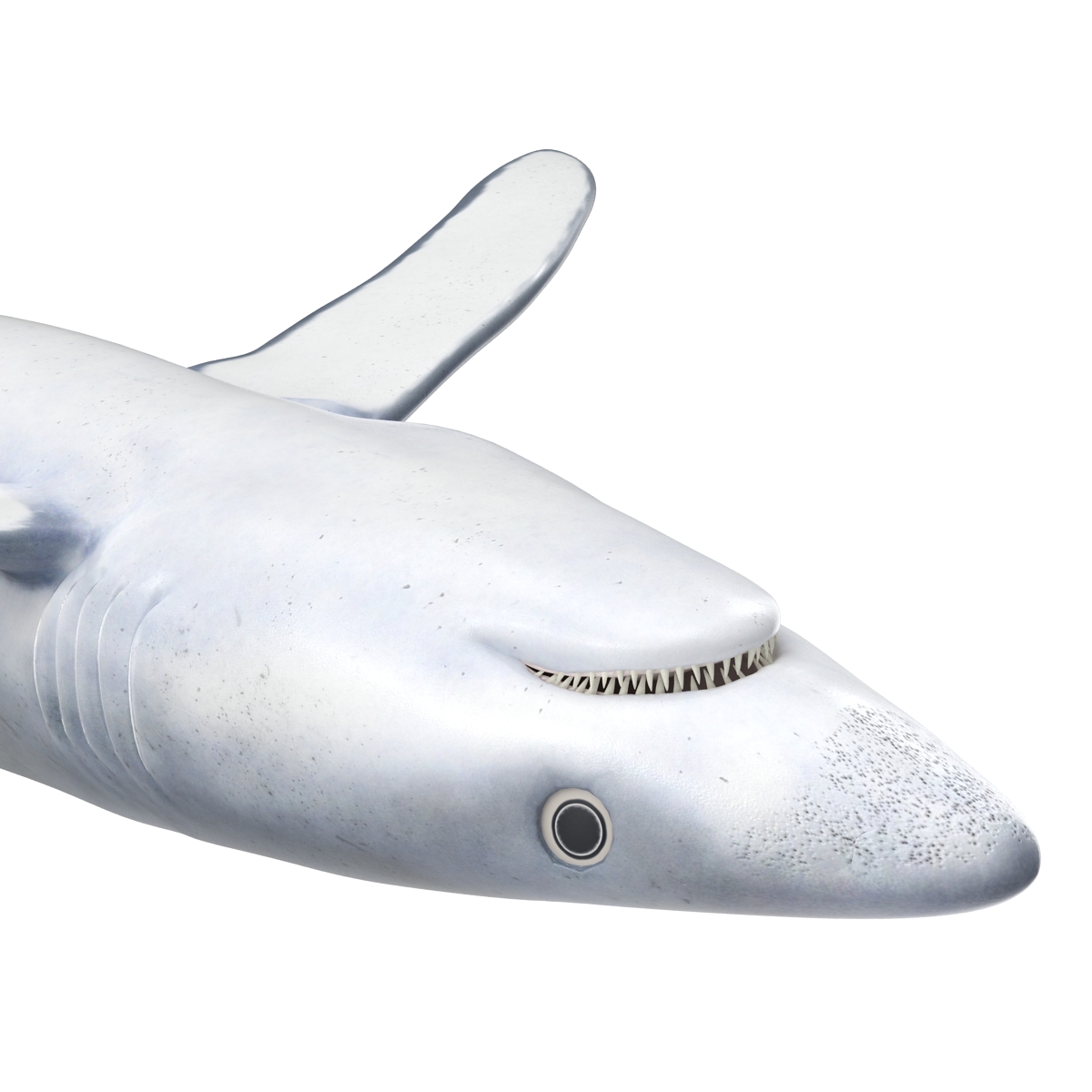 Blue Shark Rigged 3D