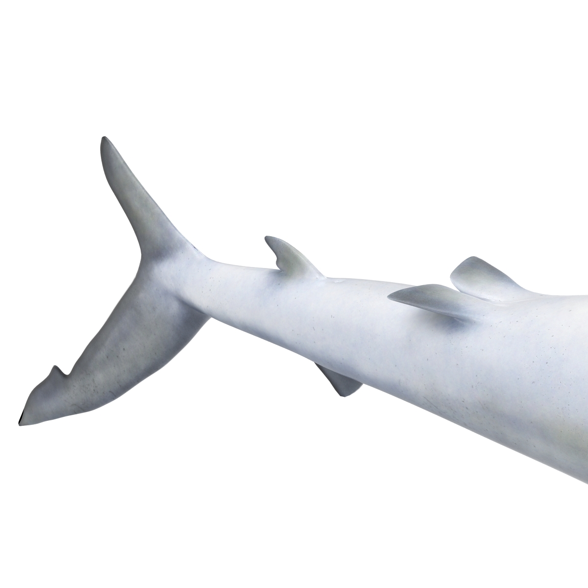 Blue Shark Rigged 3D