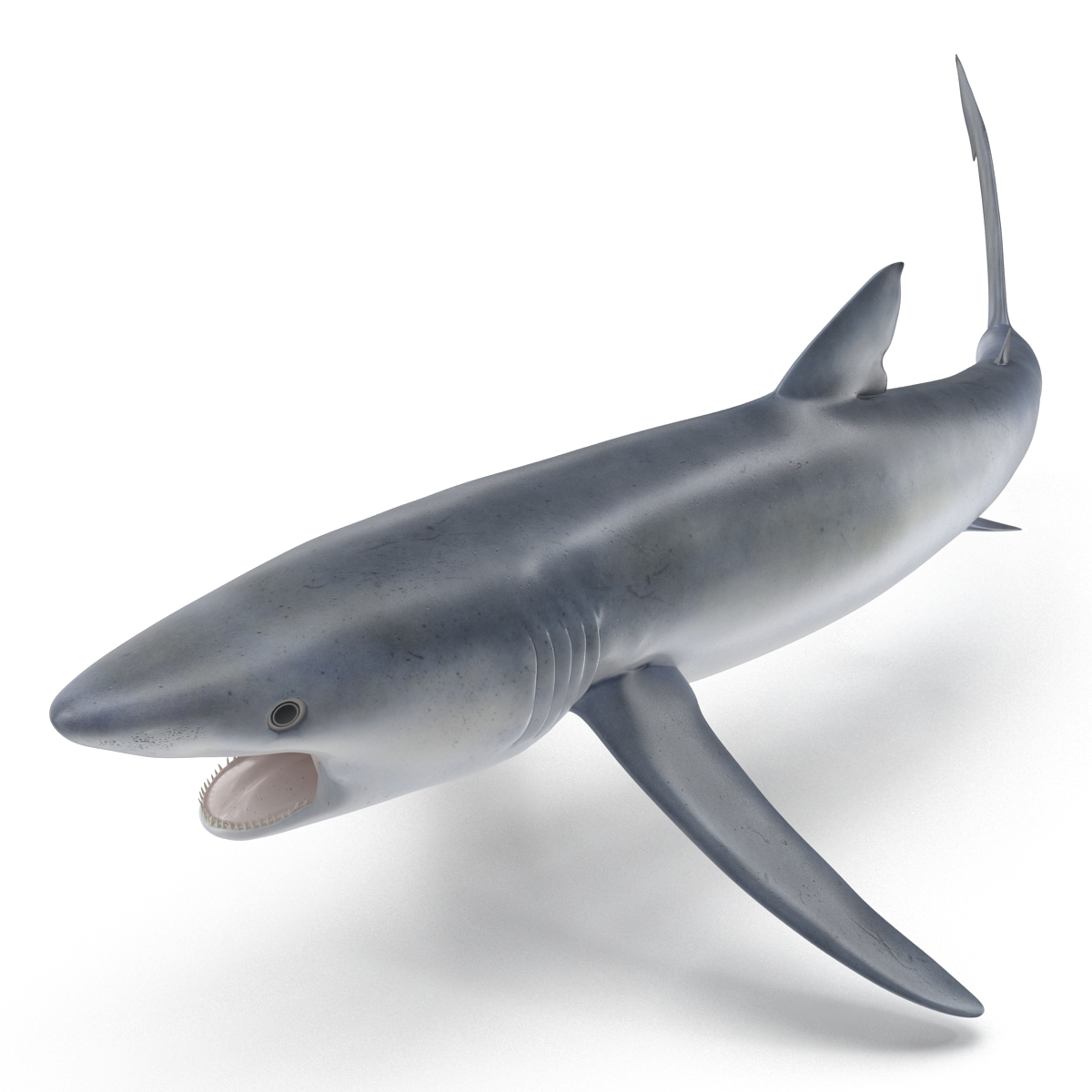 Blue Shark Pose 2 3D