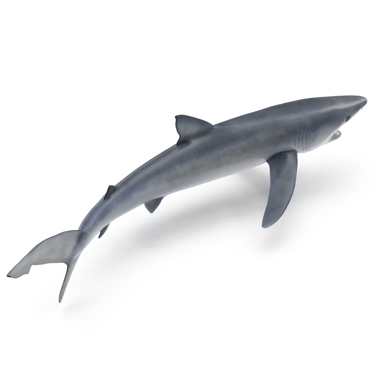 Blue Shark Pose 2 3D