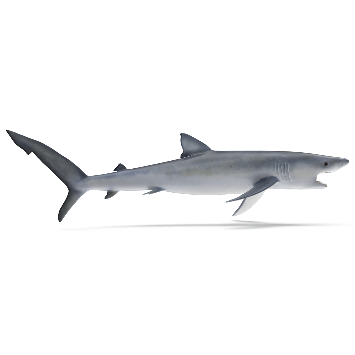 Blue Shark Pose 2 3D