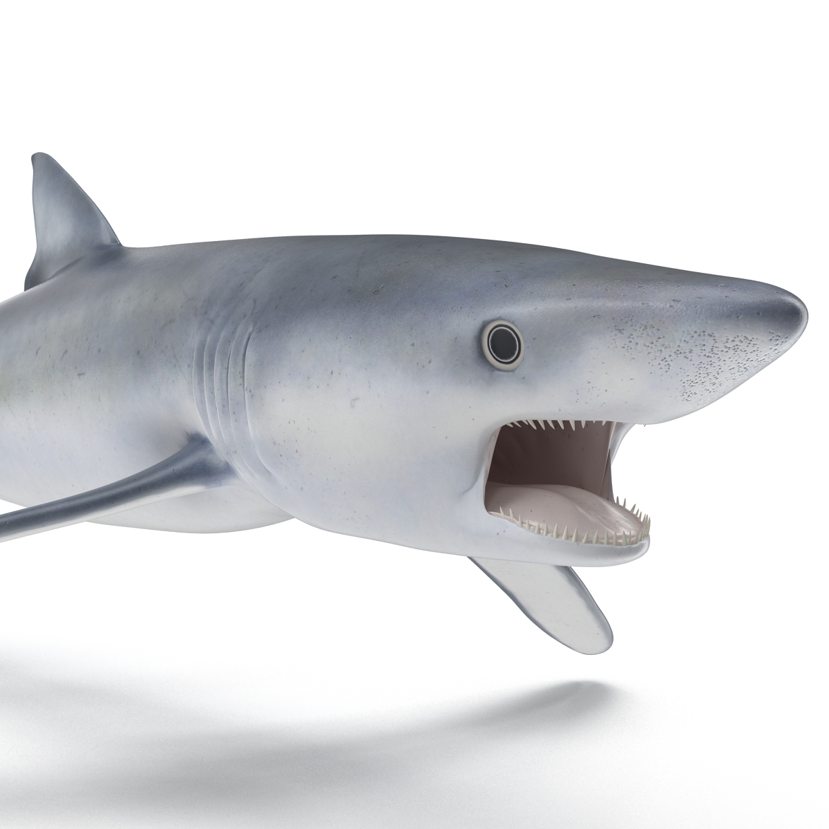 Blue Shark Pose 2 3D