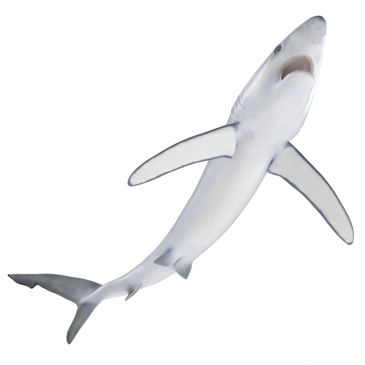 Blue Shark Pose 2 3D