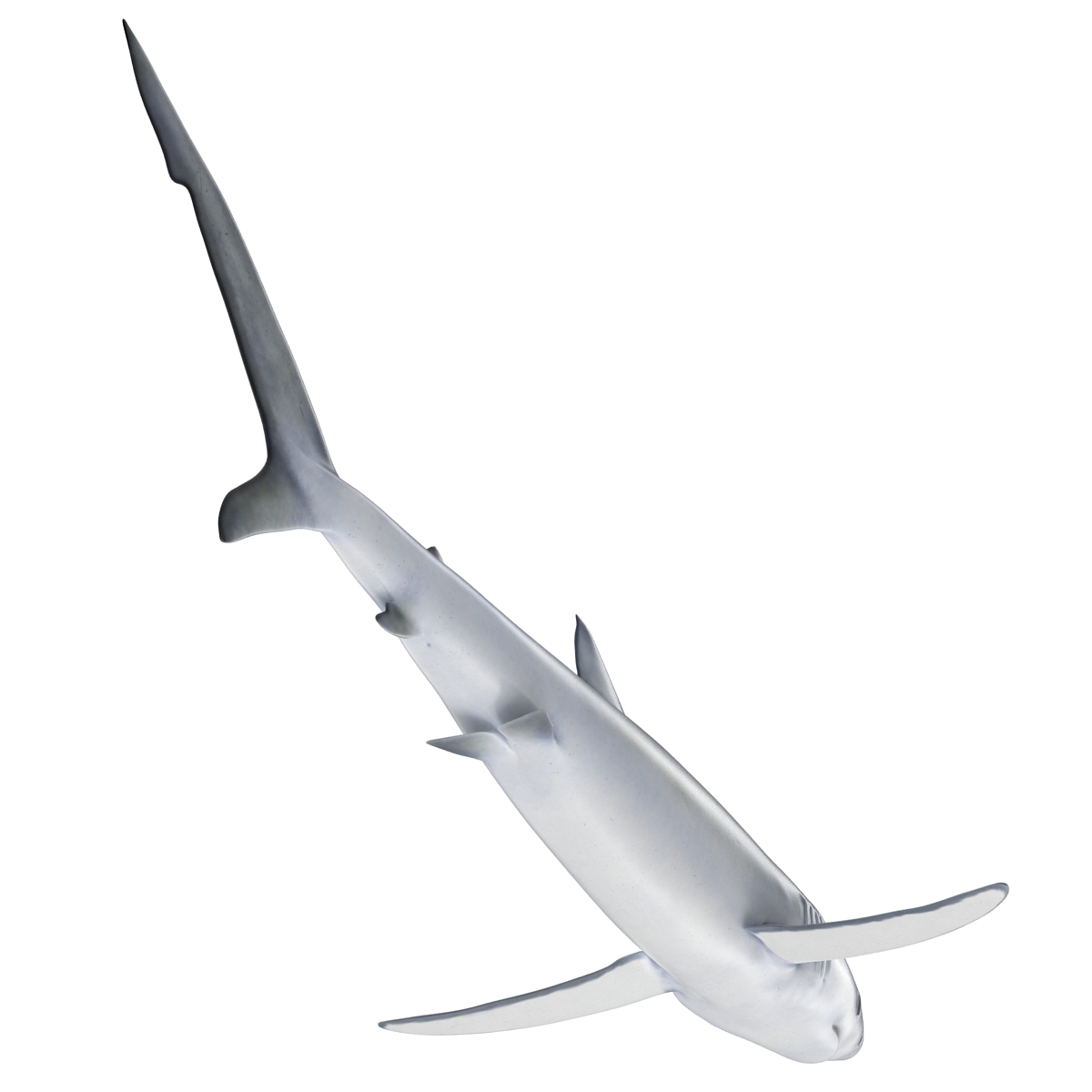 3D model Blue Shark