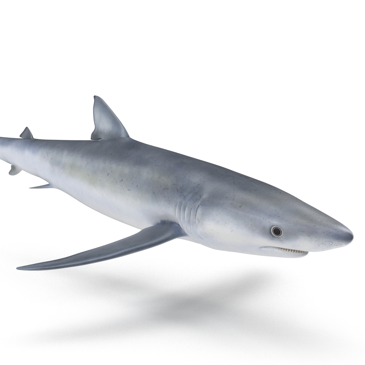 3D model Blue Shark