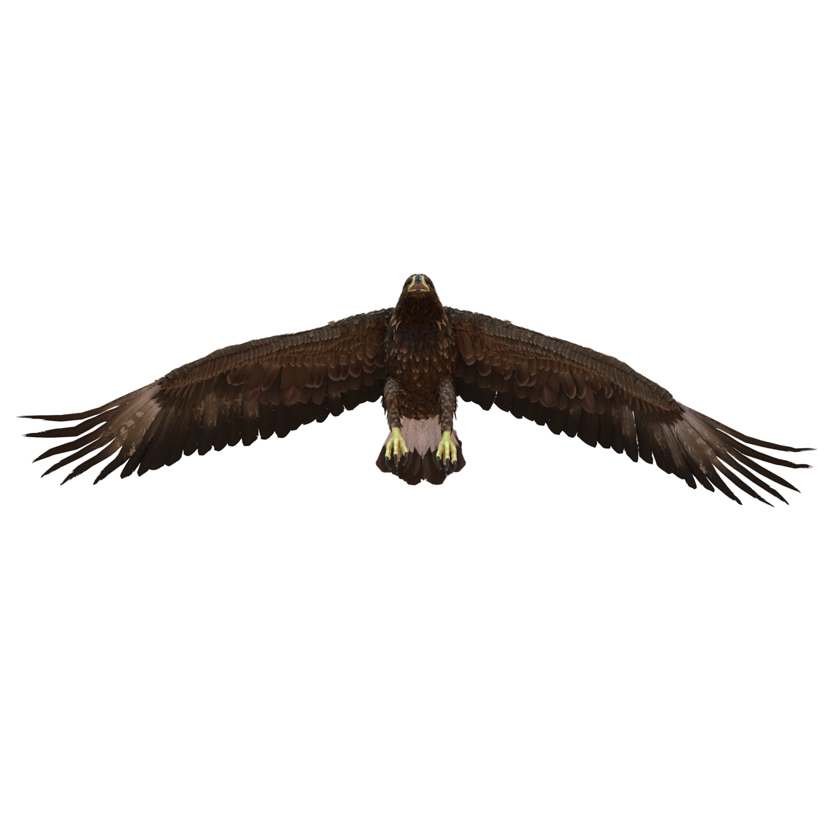 Golden Eagle Pose 4 3D model