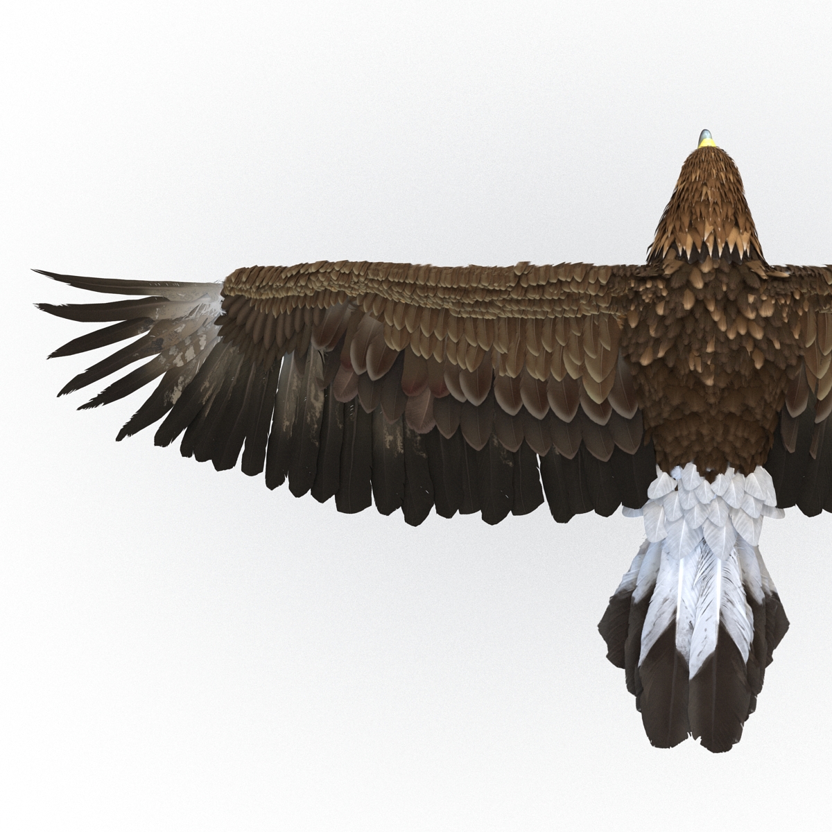 Golden Eagle Pose 4 3D model