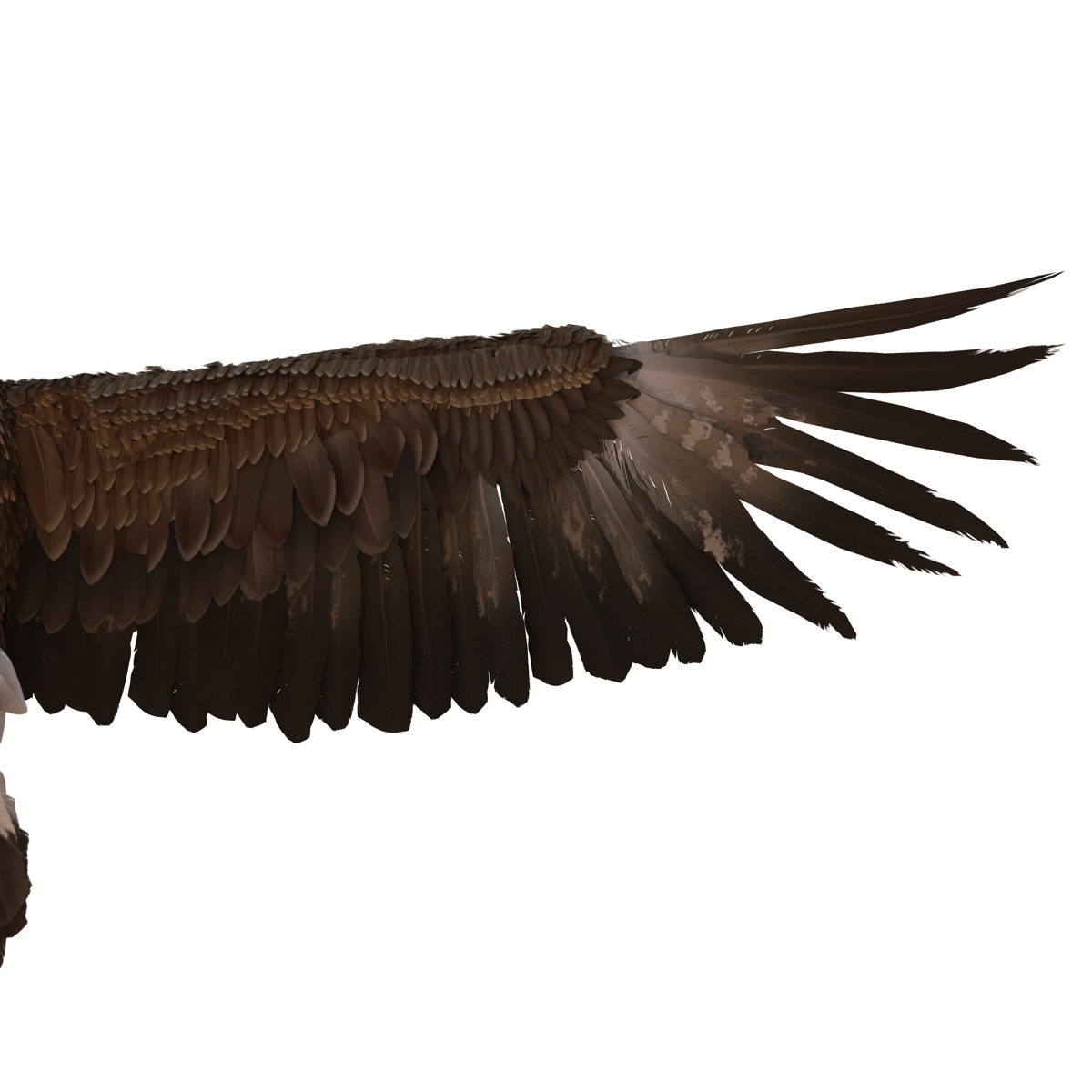 Golden Eagle Pose 4 3D model