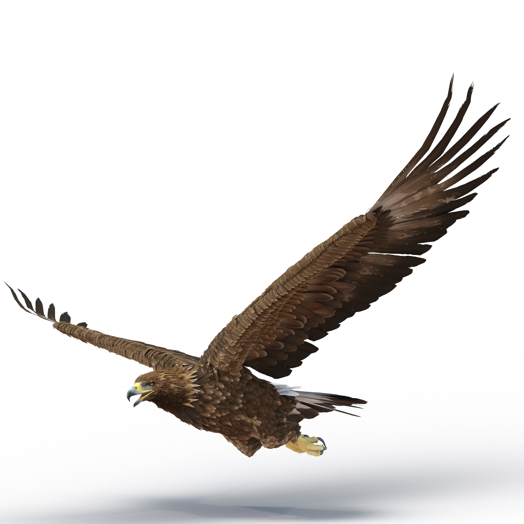 Golden Eagle Pose 2 3D model