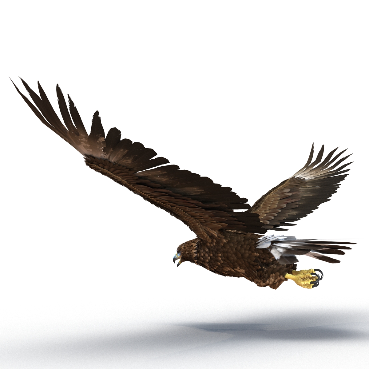 Golden Eagle Pose 2 3D model