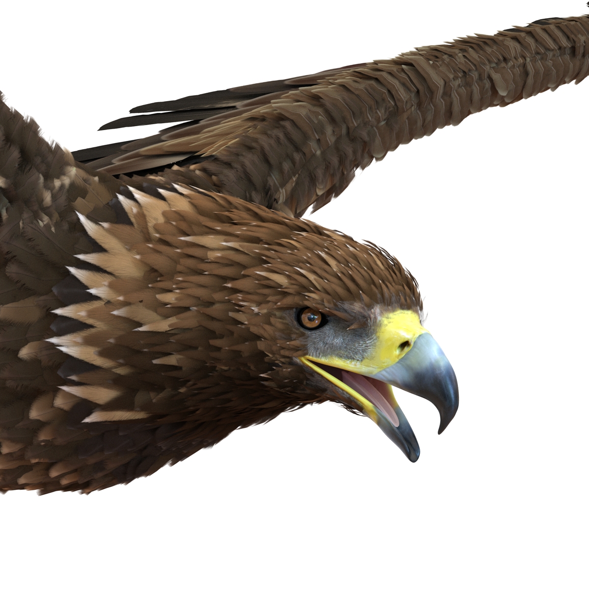 Golden Eagle Pose 2 3D model