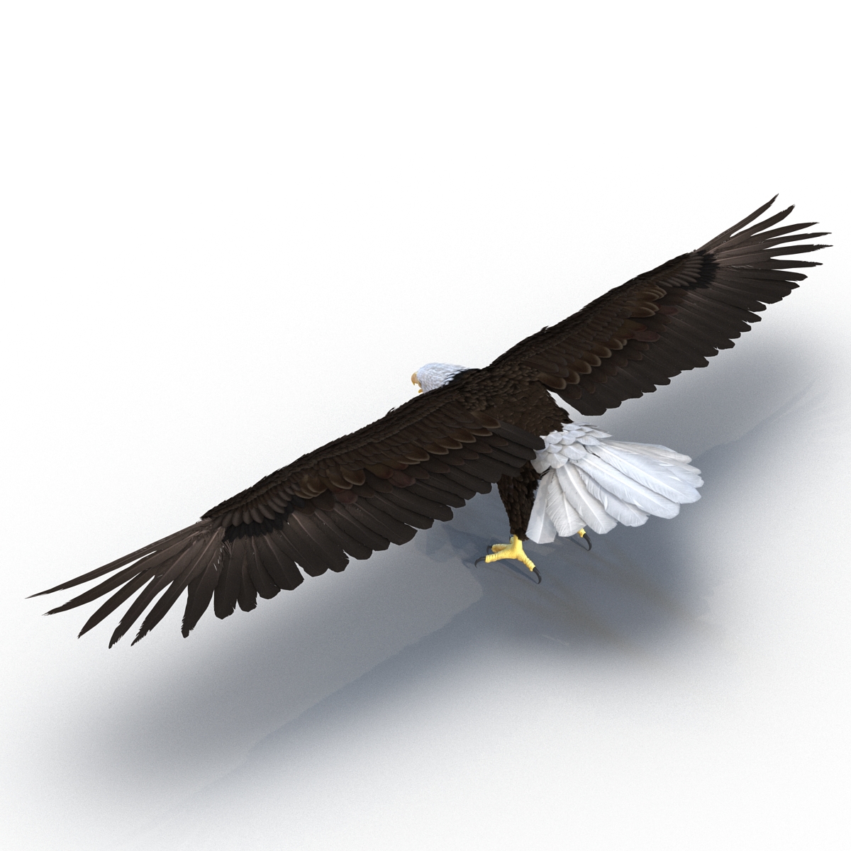 Bald Eagle Rigged 3D