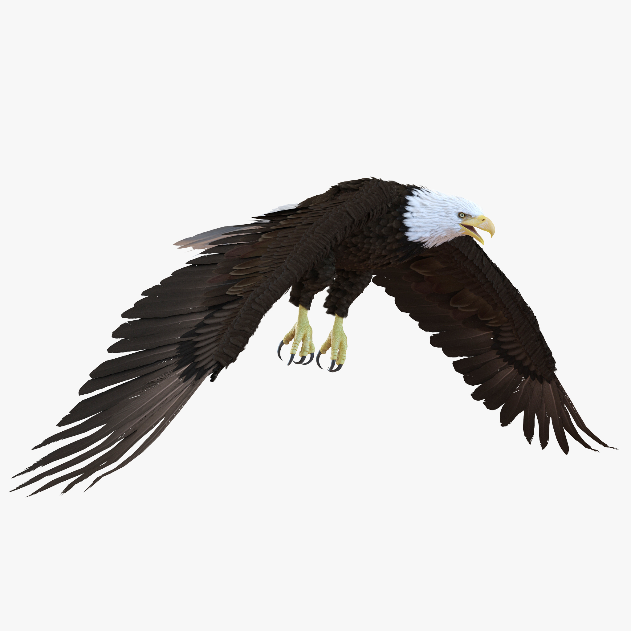 Bald Eagle Pose 6 3D