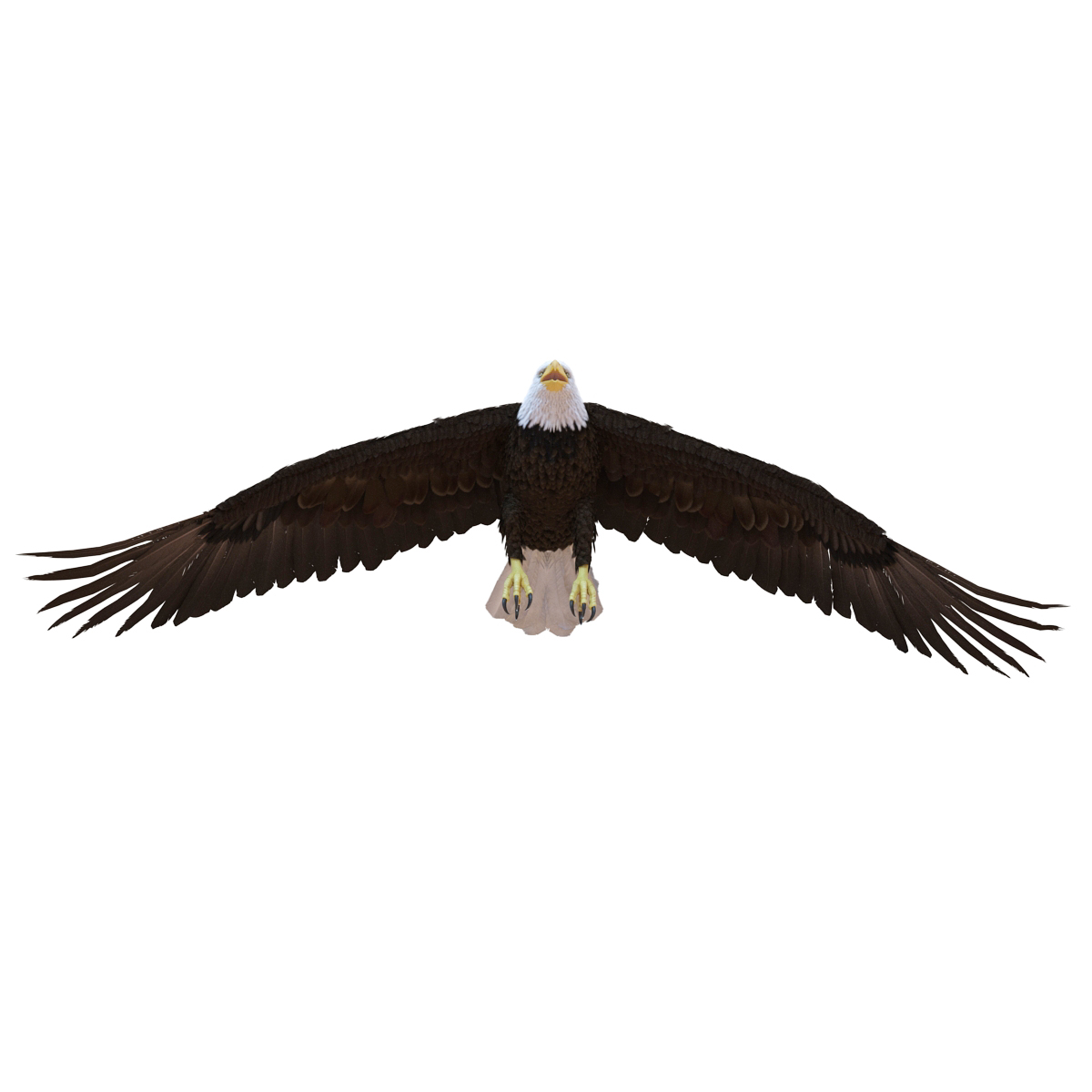 Bald Eagle Pose 6 3D