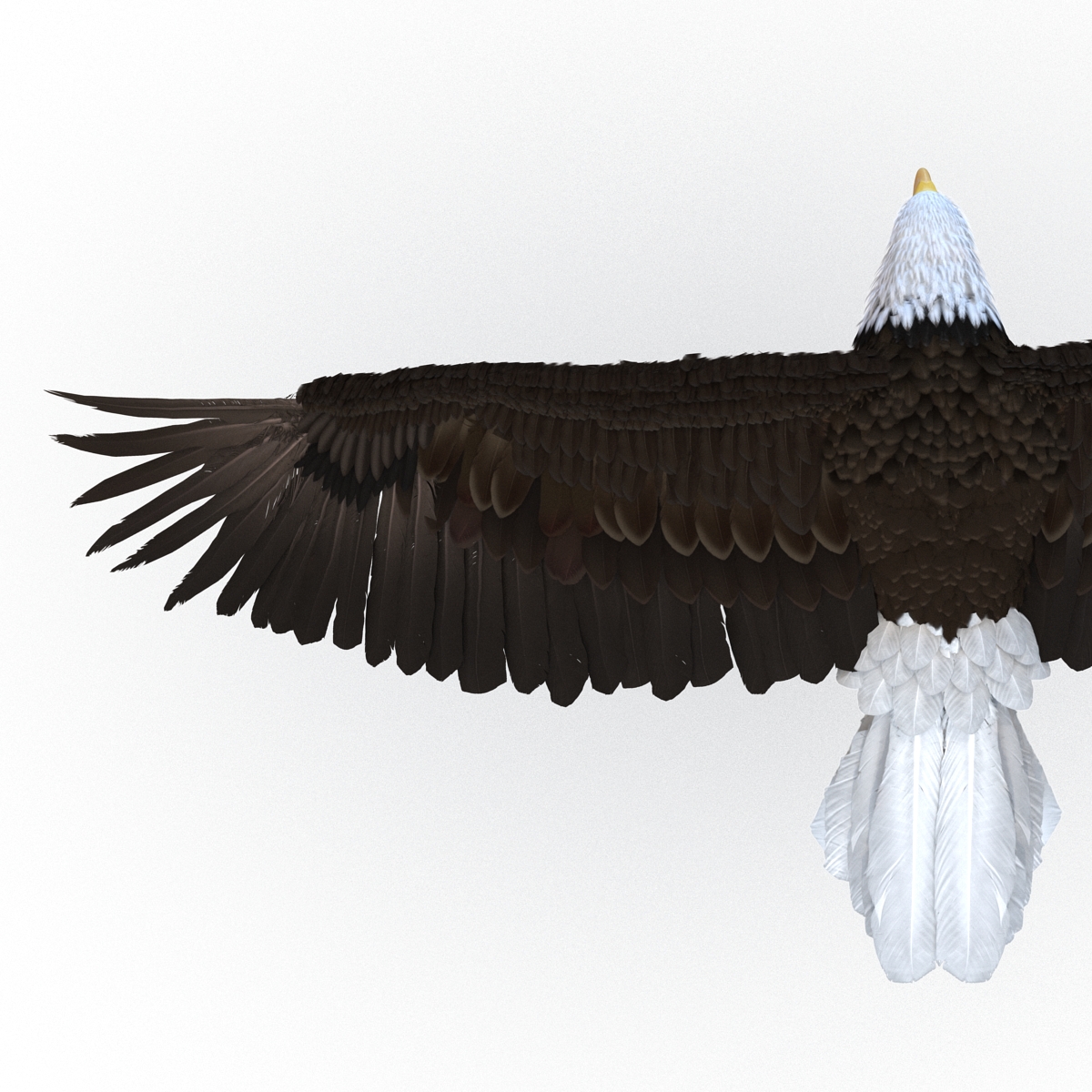 Bald Eagle Pose 6 3D