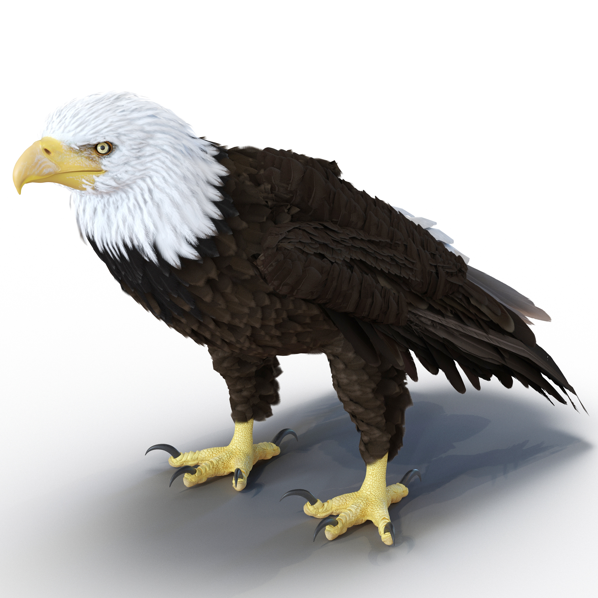 Bald Eagle Pose 5 3D