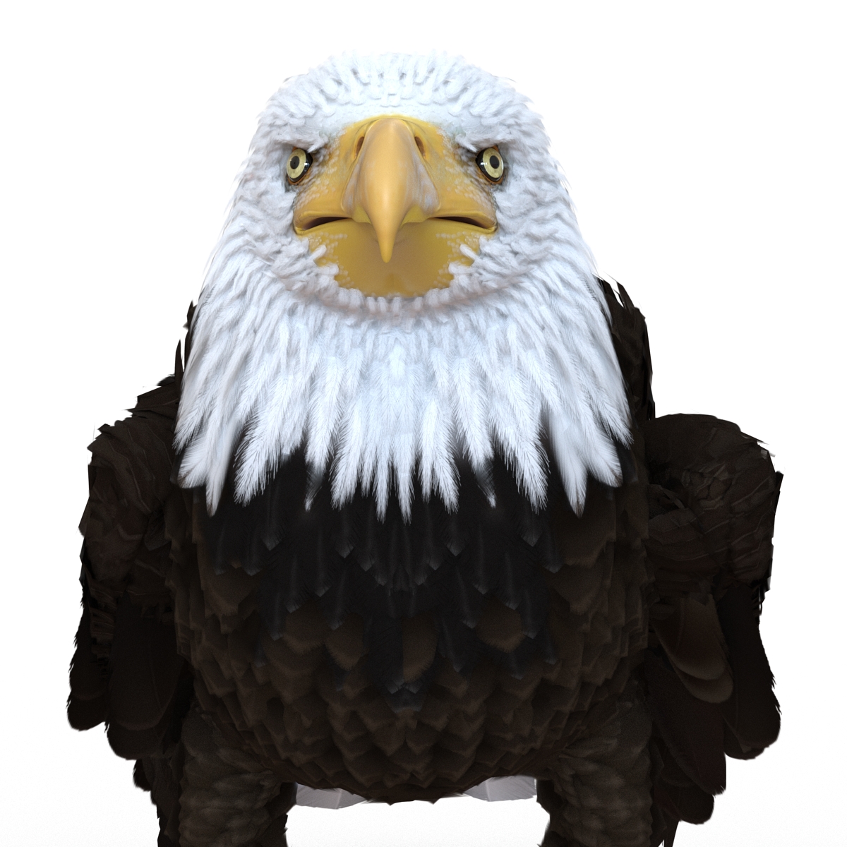 Bald Eagle Pose 5 3D