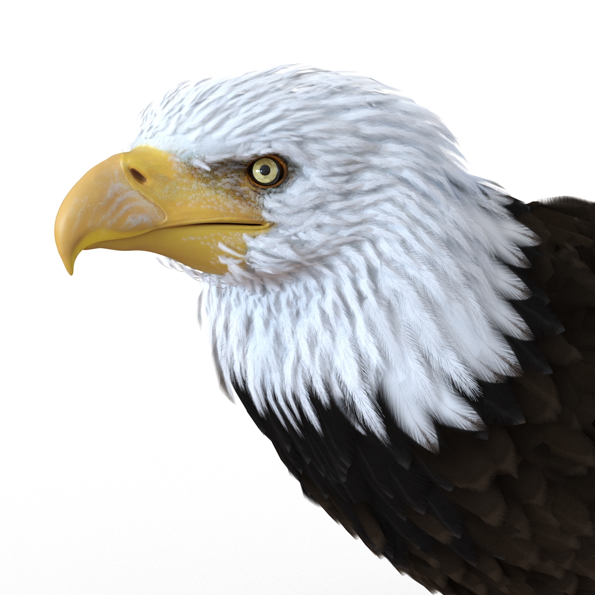 Bald Eagle Pose 5 3D