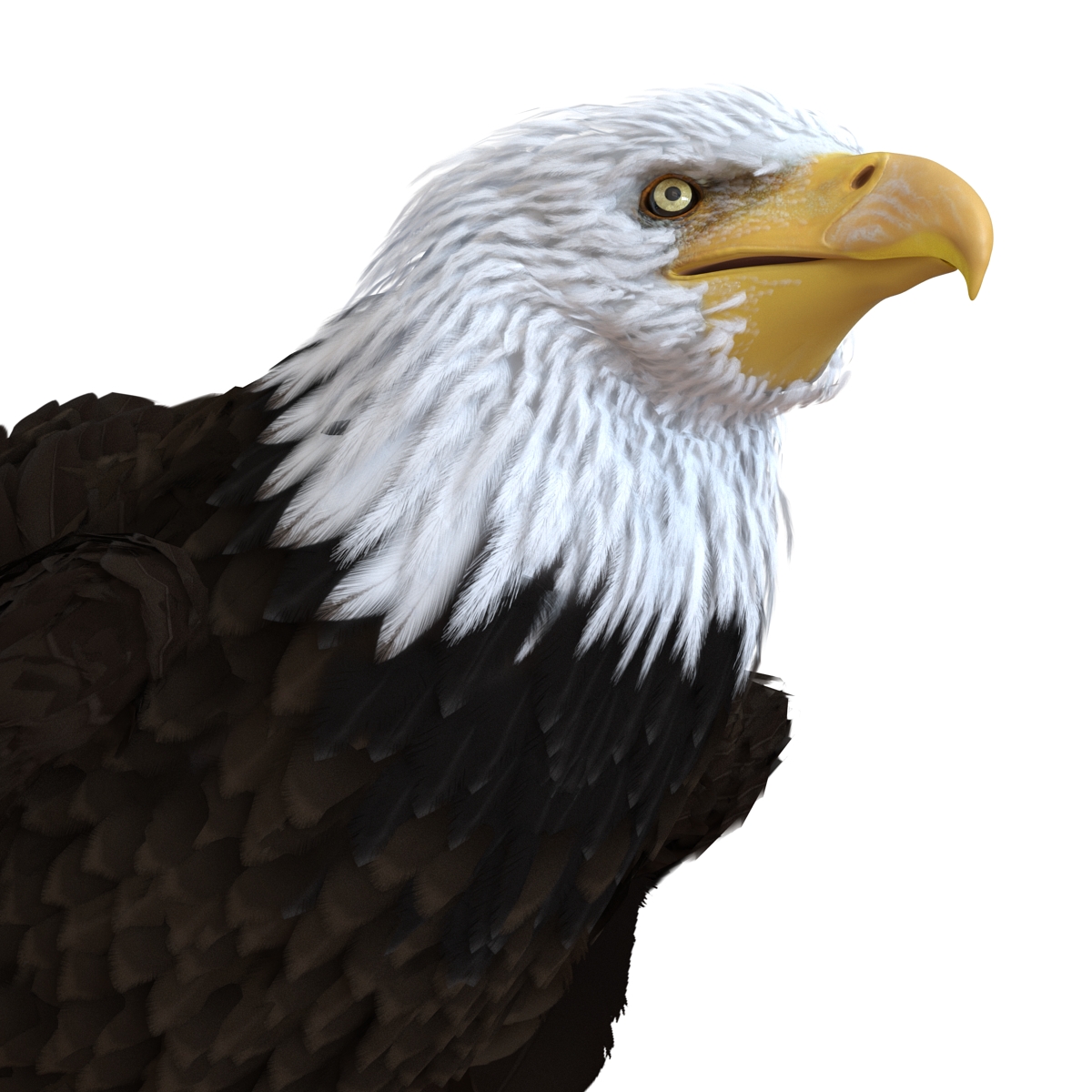 Bald Eagle Pose 5 3D