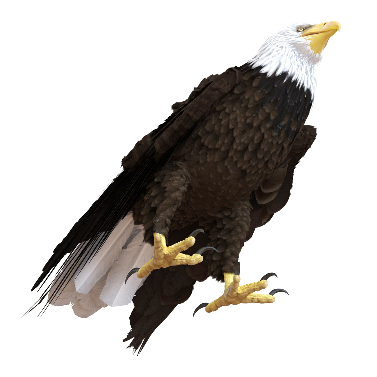 Bald Eagle Pose 5 3D