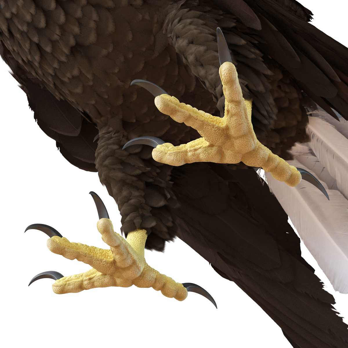 Bald Eagle Pose 5 3D