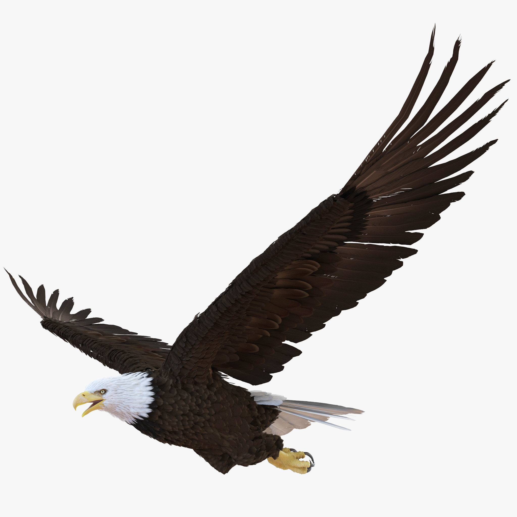 Bald Eagle Pose 4 3D