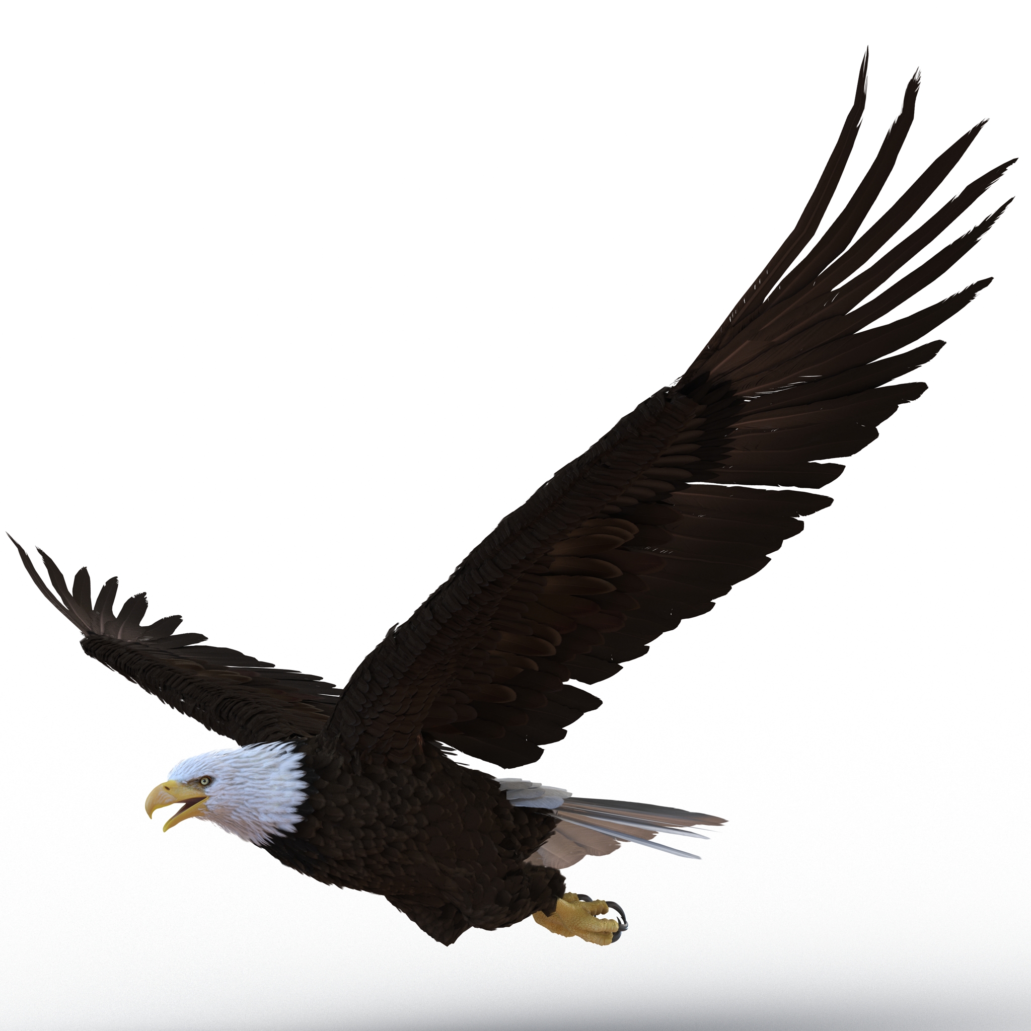 Bald Eagle Pose 4 3D