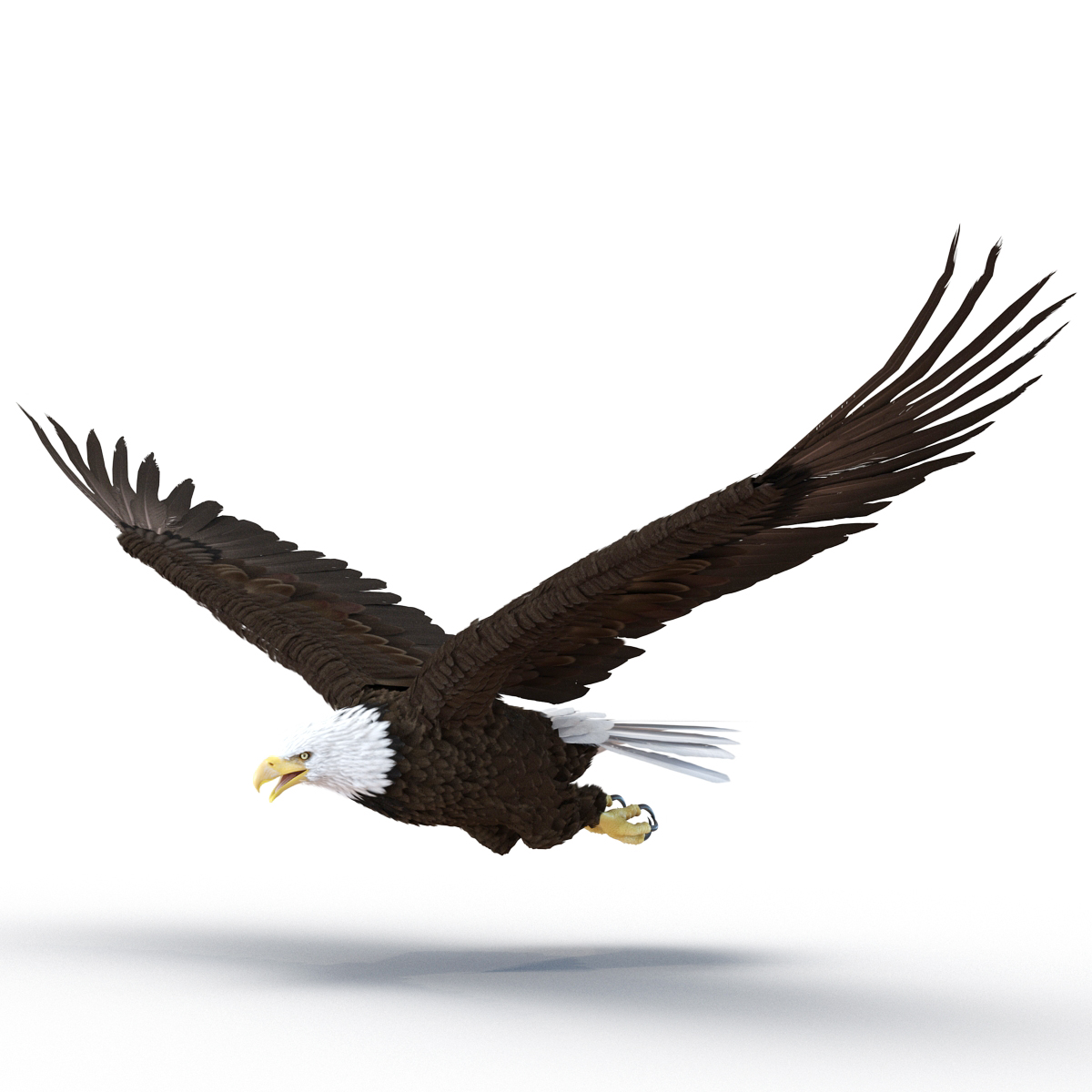 Bald Eagle Pose 4 3D