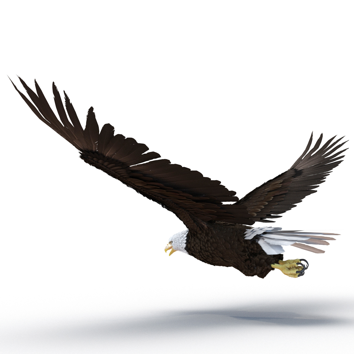 Bald Eagle Pose 4 3D