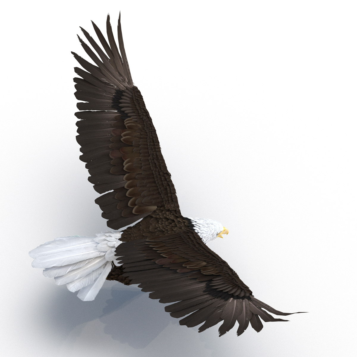 Bald Eagle Pose 4 3D