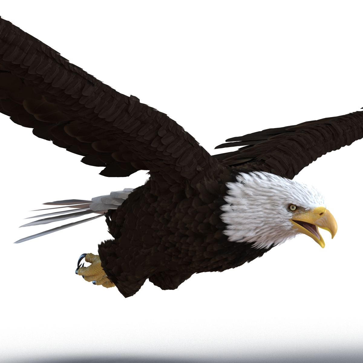 Bald Eagle Pose 4 3D