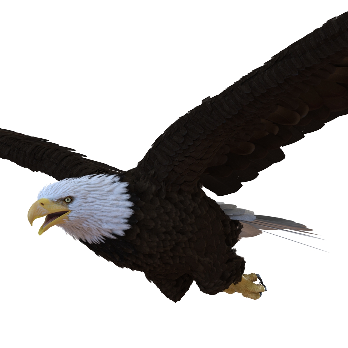 Bald Eagle Pose 4 3D