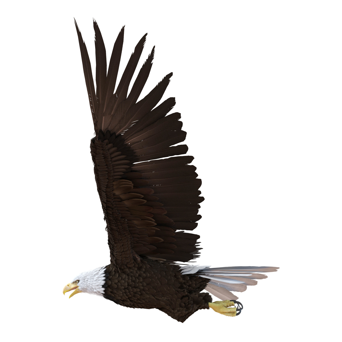 Bald Eagle Pose 4 3D