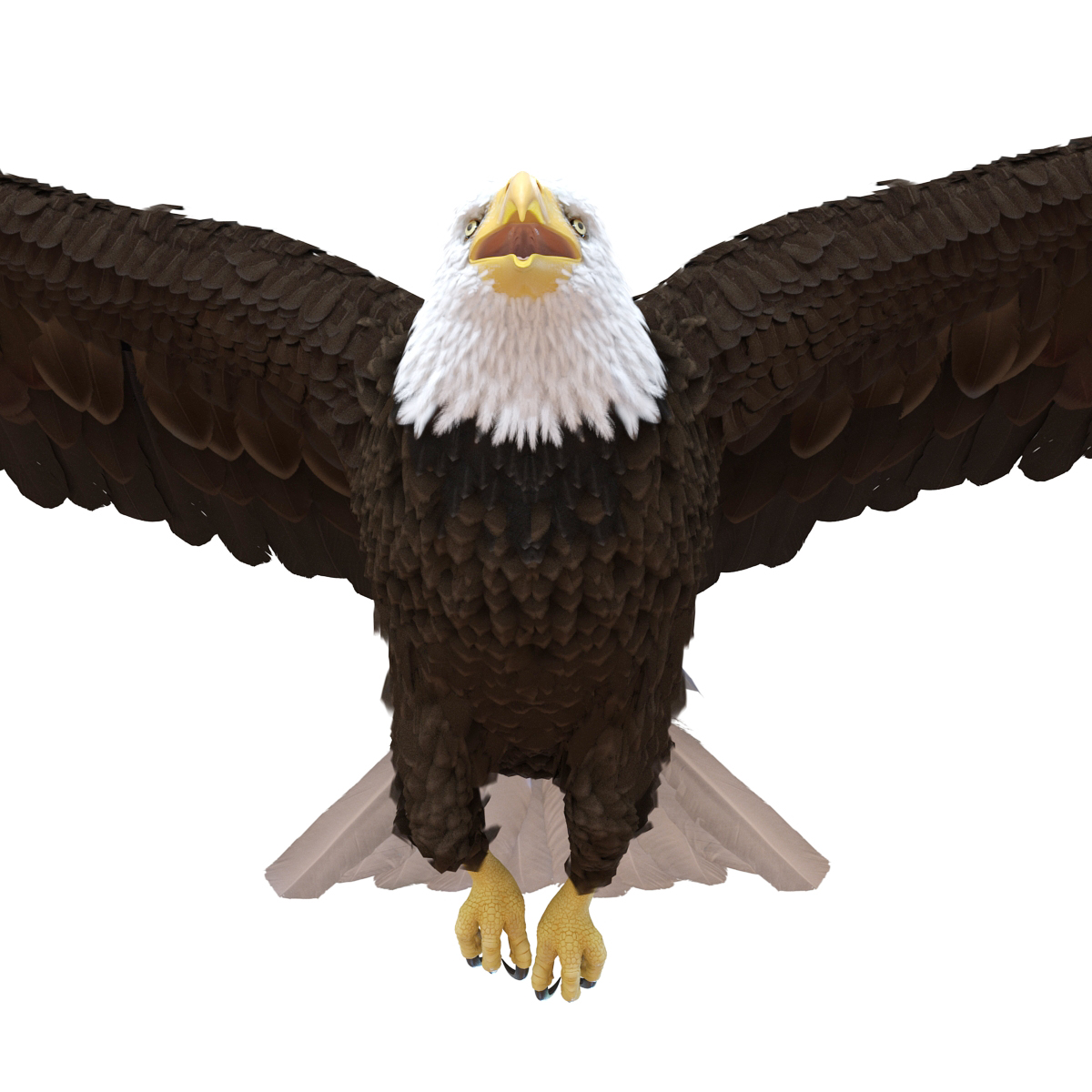 Bald Eagle Pose 4 3D