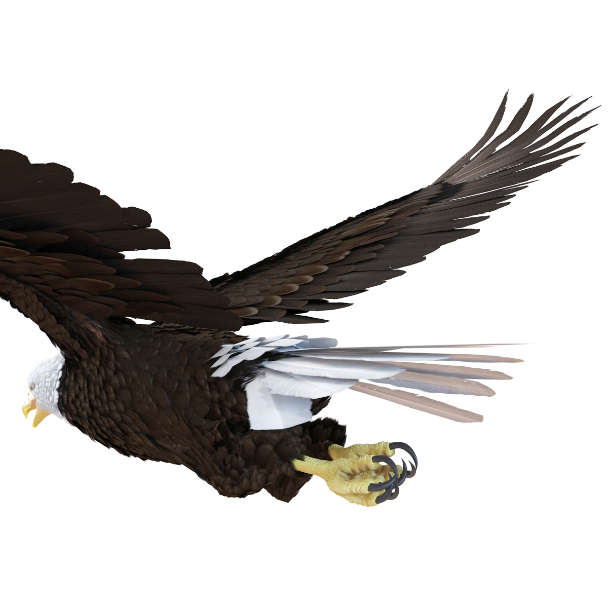 Bald Eagle Pose 4 3D