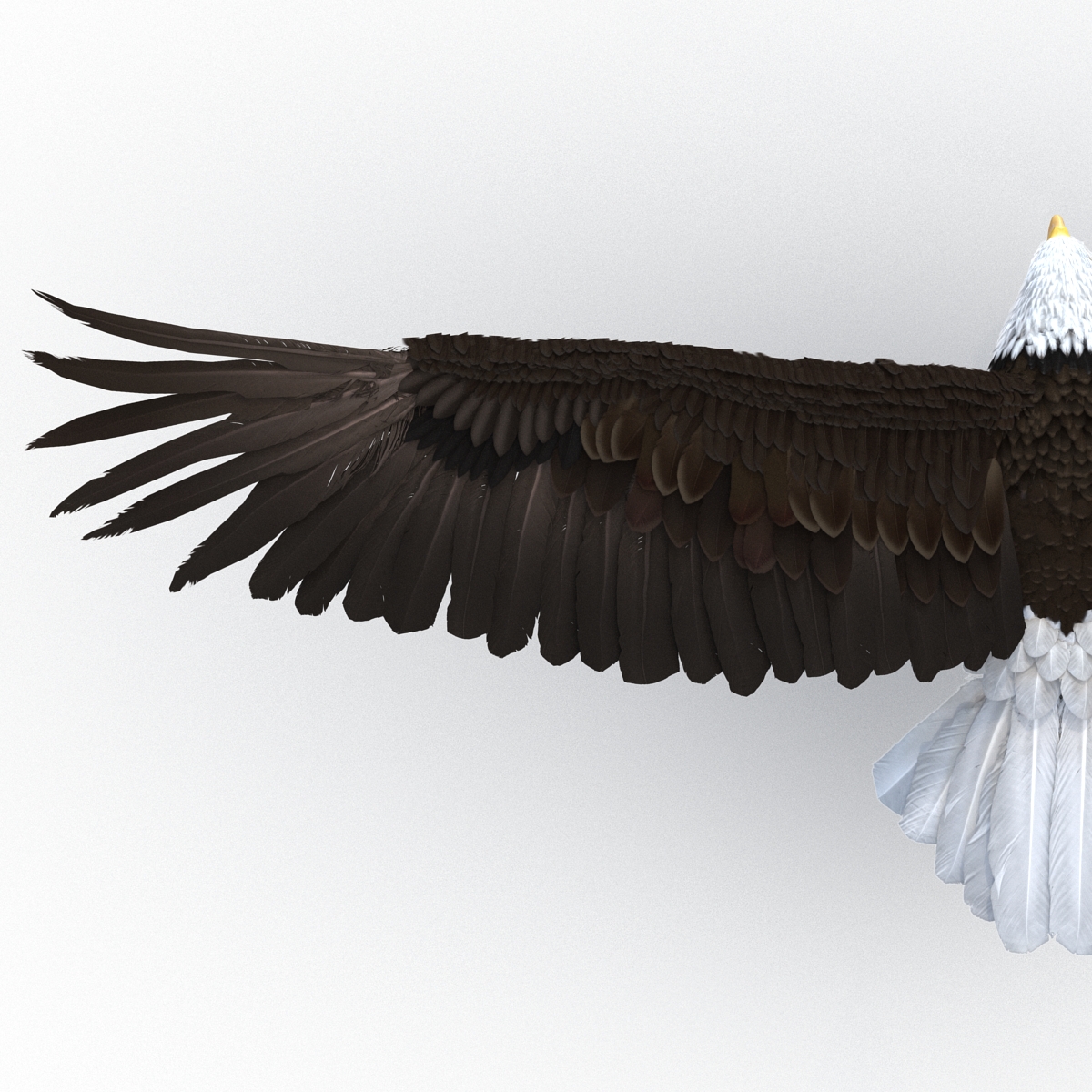 Bald Eagle Pose 4 3D