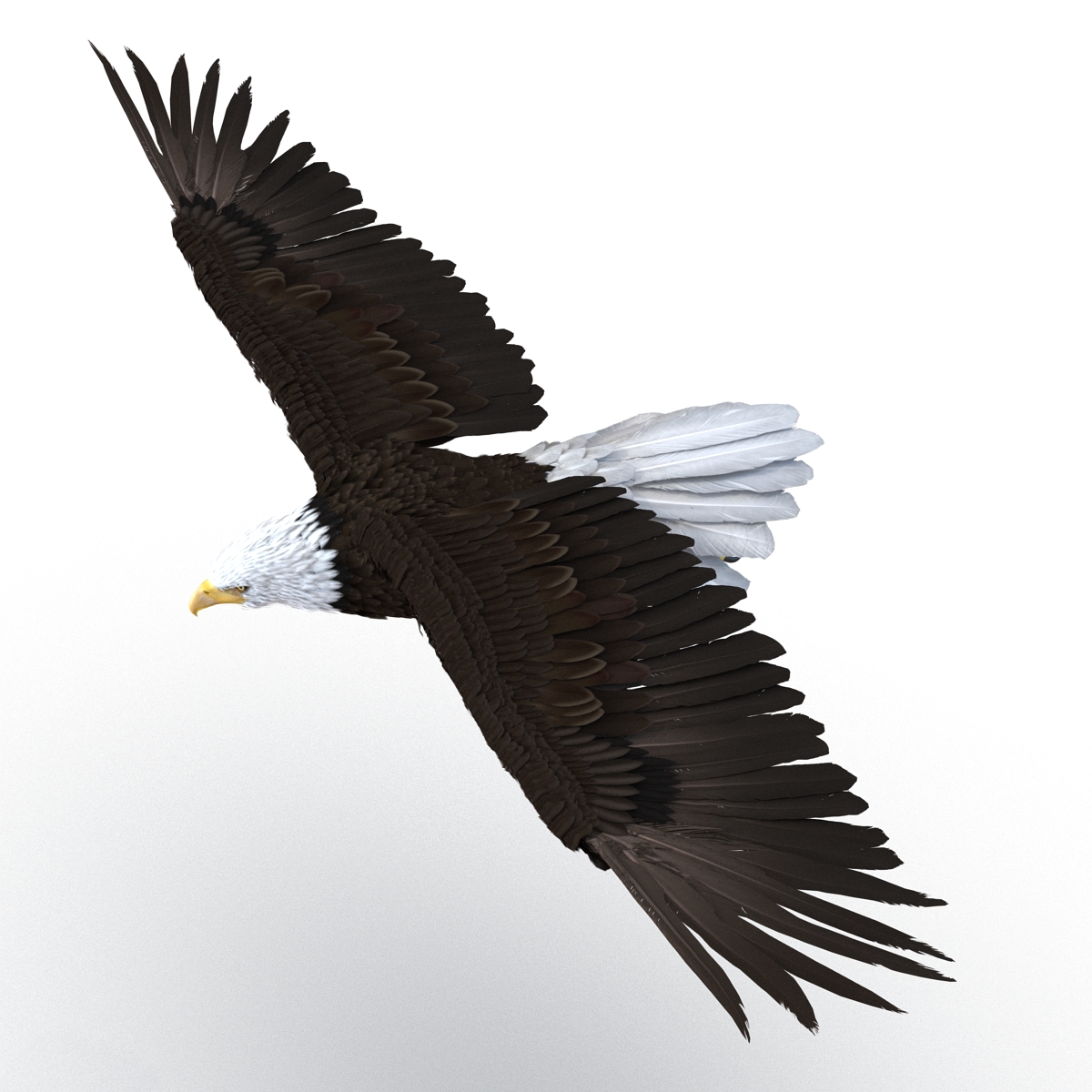 Bald Eagle Pose 3 3D