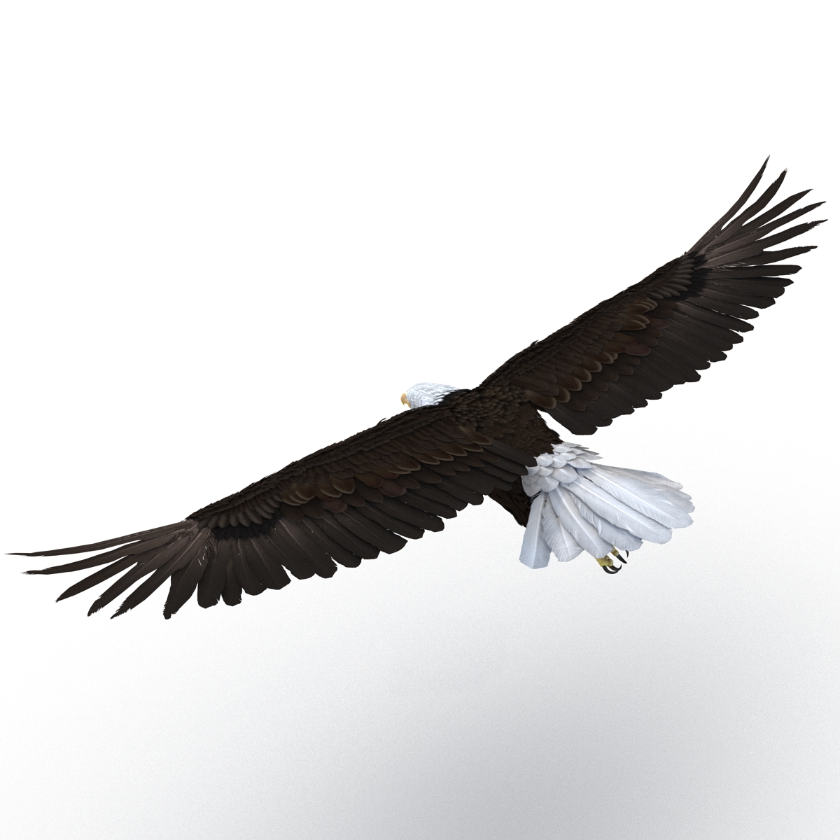 Bald Eagle Pose 3 3D