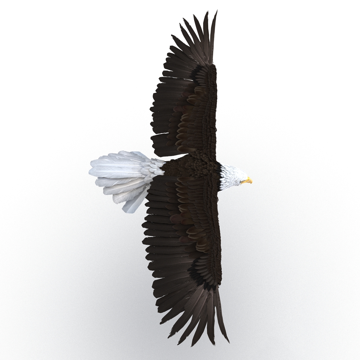 Bald Eagle Pose 3 3D