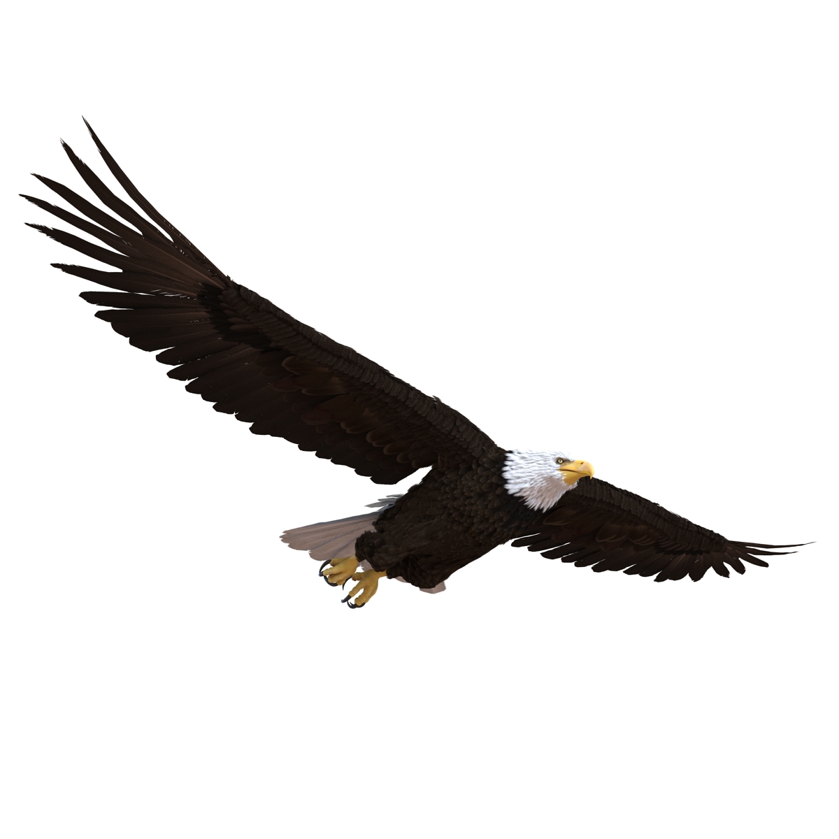 Bald Eagle Pose 3 3D