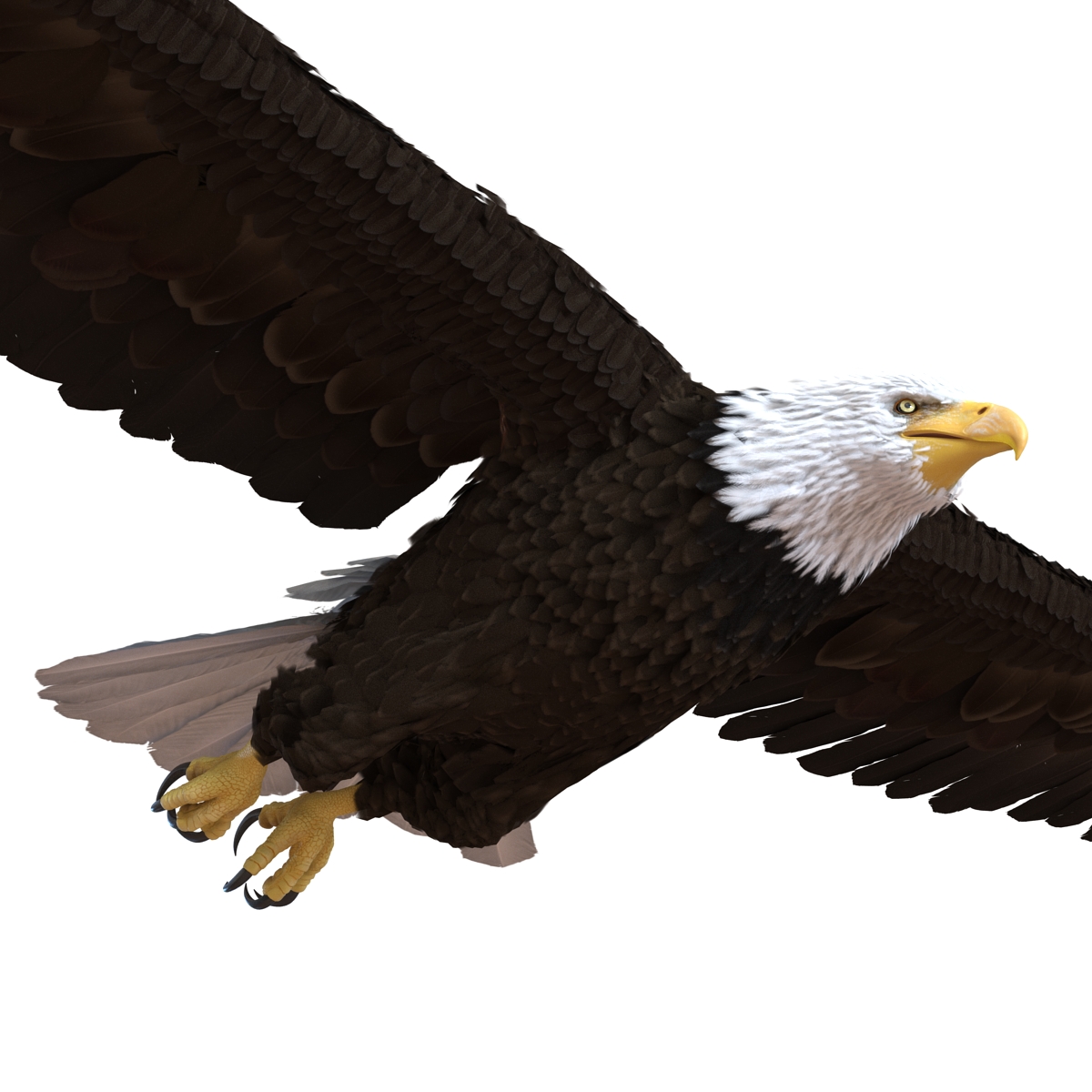 Bald Eagle Pose 3 3D