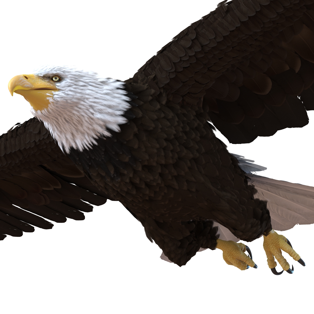 Bald Eagle Pose 3 3D