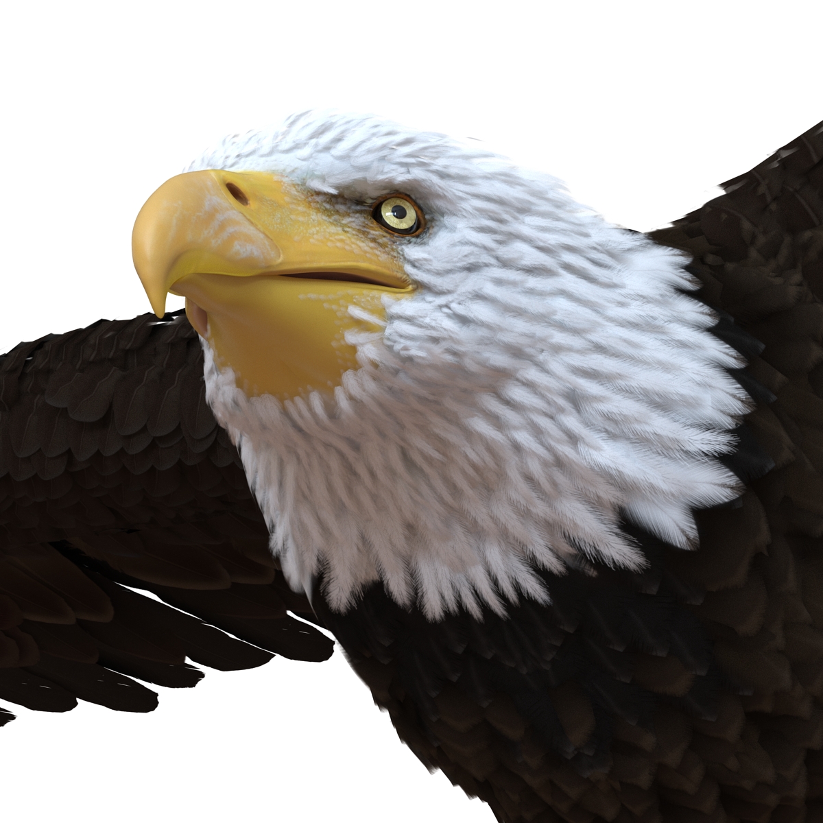 Bald Eagle Pose 3 3D