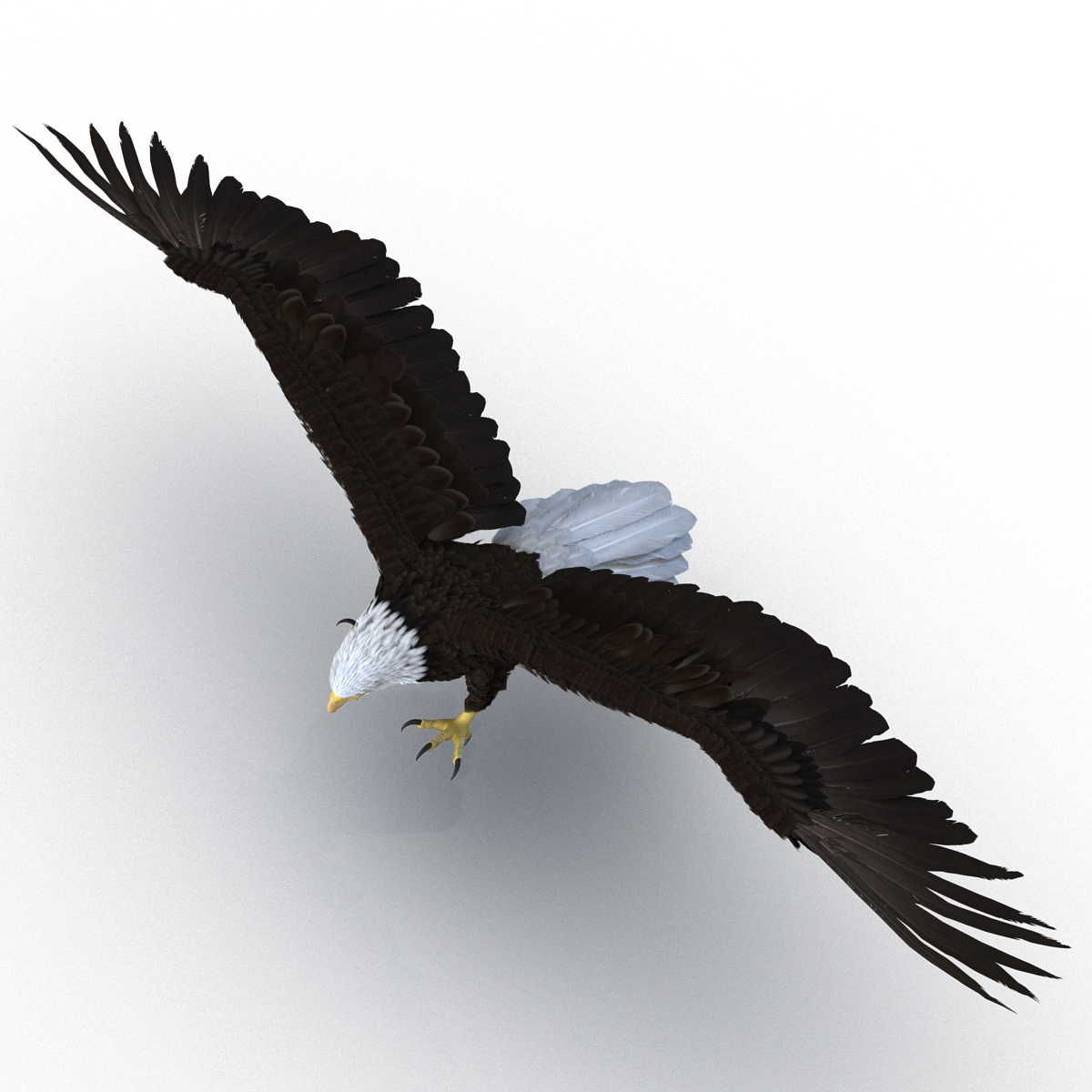 Bald Eagle Pose 2 3D