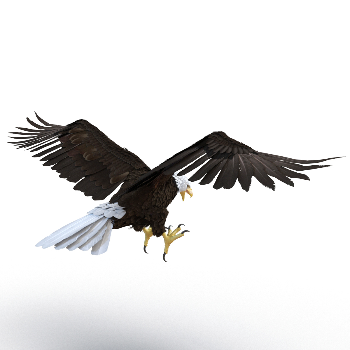 Bald Eagle Pose 2 3D