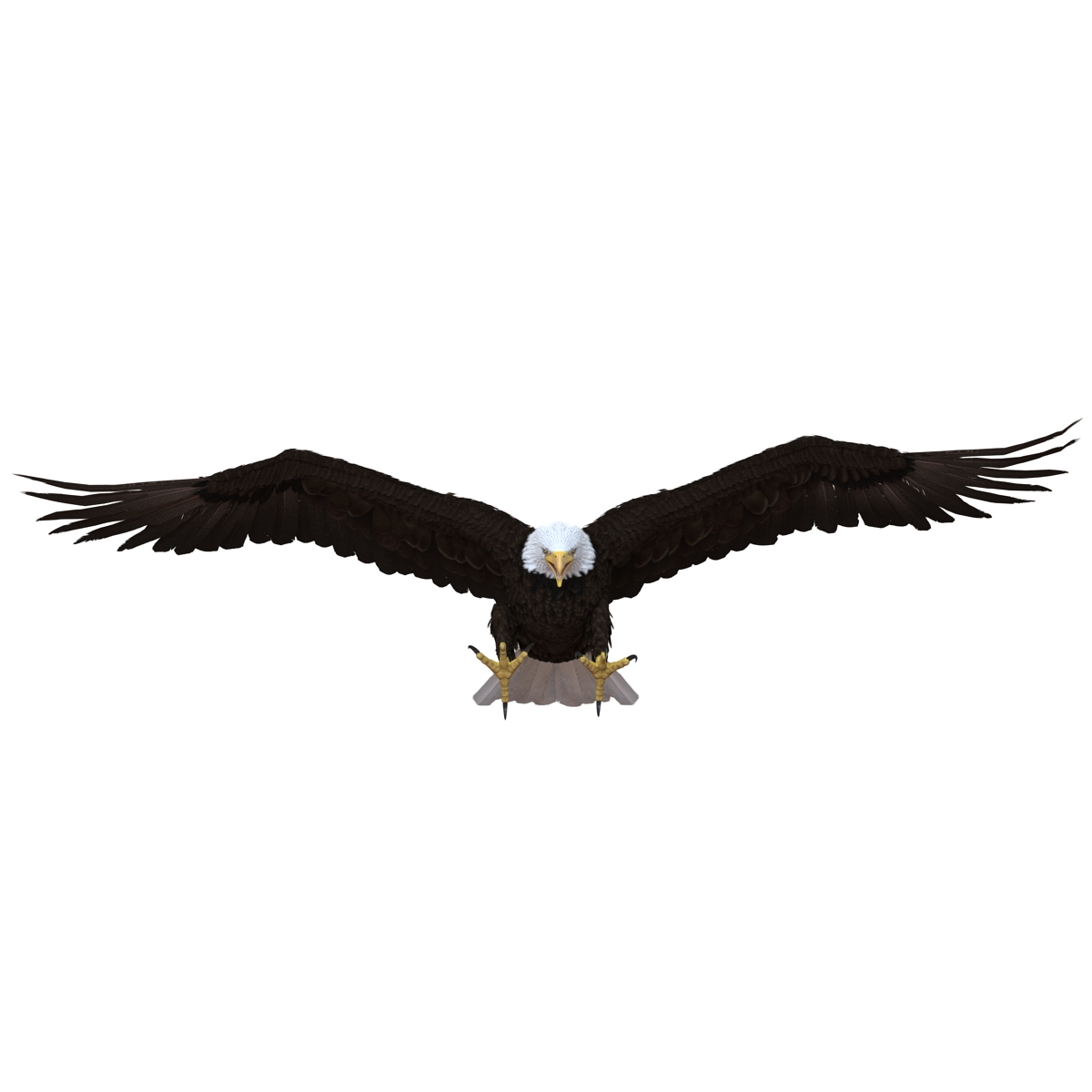 Bald Eagle Pose 2 3D