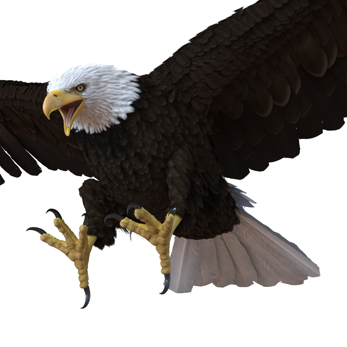 Bald Eagle Pose 2 3D