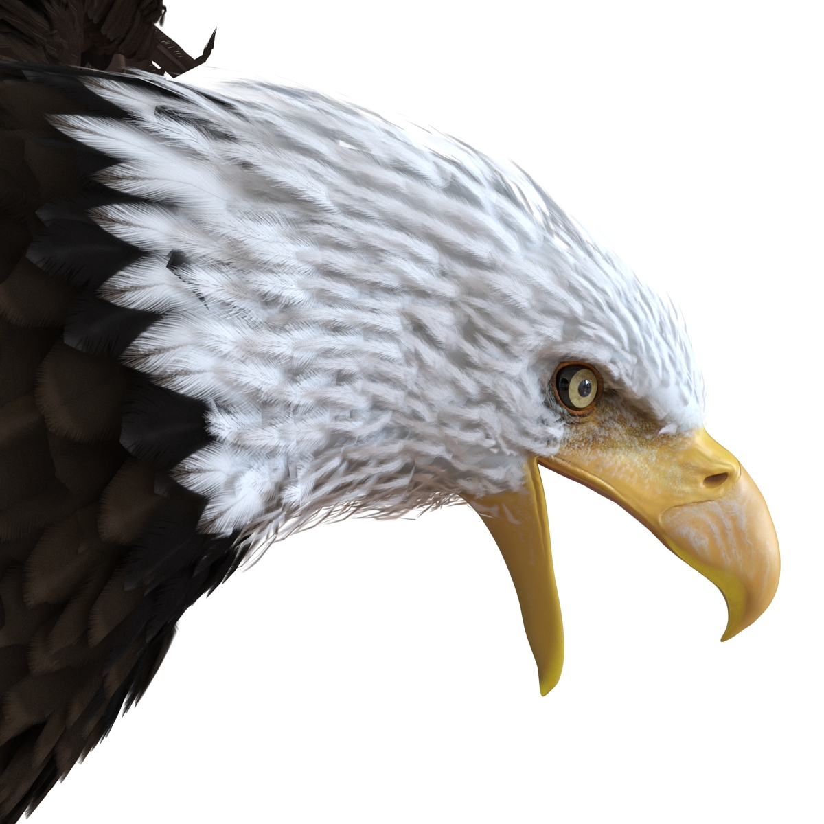 Bald Eagle Pose 2 3D