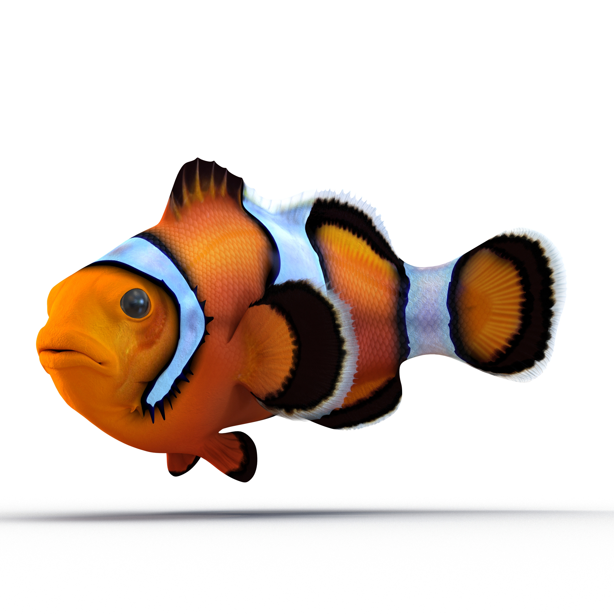 3D Clownfish Pose 2